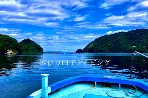 田子ダイビング