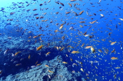 �c�q�_�C�r���O�����ē���