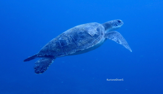 ���ɓ��c�q�_�C�r���O�ʐ^