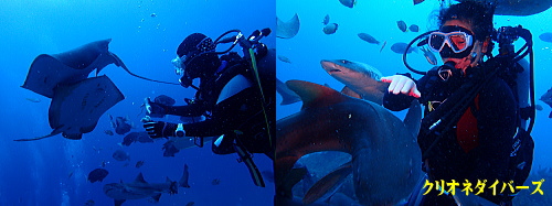 �َR�T���_�C�r���O