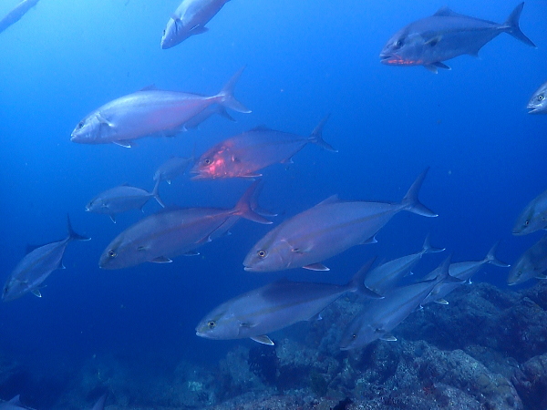 安良里の海中で見られる大型回遊魚（カンパチ）の迫力あるハンティングシーン