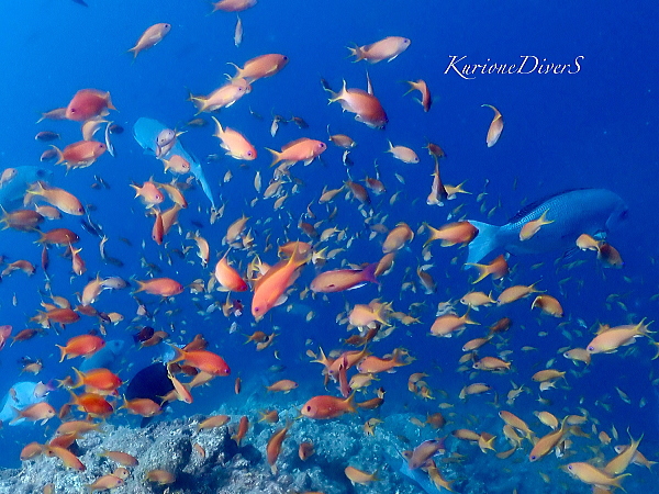 田子の海で群れるタカベやイサキの圧倒的な魚影