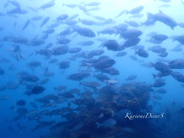 安良里の穏やかなボートポイントと魚影