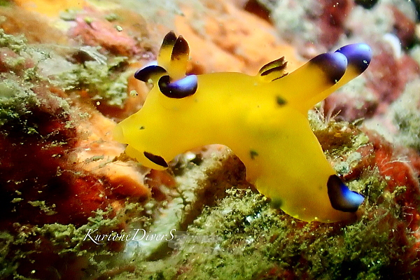 冬の田子で観察できる人気のウデフリツノザヤウミウシ