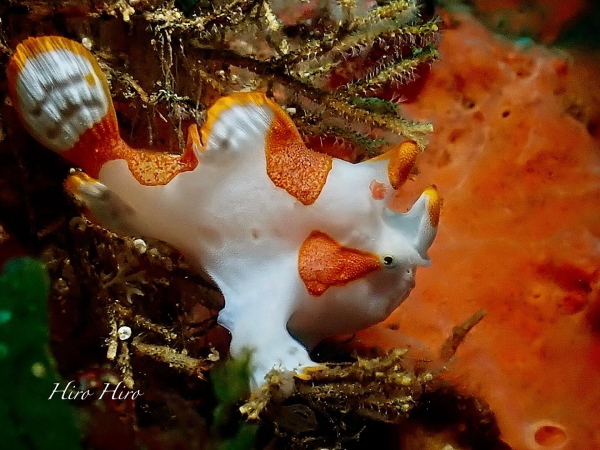 クマドリカエルアンコウ