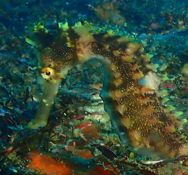 海藻に擬態するトゲトゲのイバラタツ