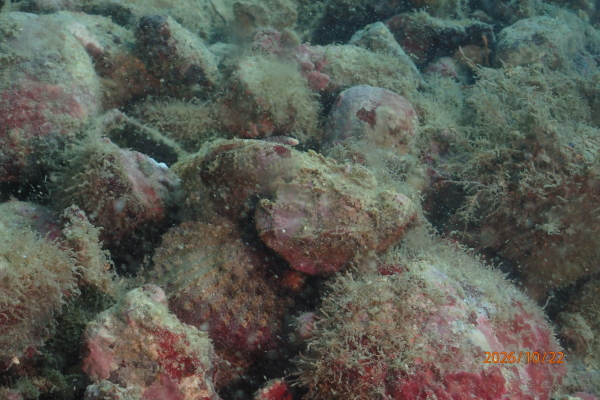 擬態して隠れる海の生き物