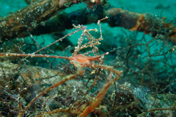 紅白の細い脚が特徴的な海草の間に隠れるミズヒキガニ