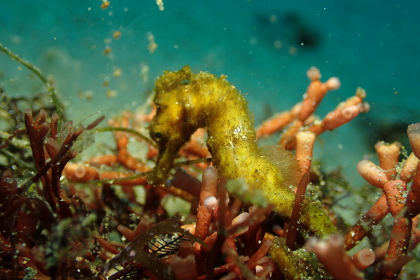 オレンジ色の海藻に尻尾を巻き付けるオオウミウマ（タツノオトシゴ）