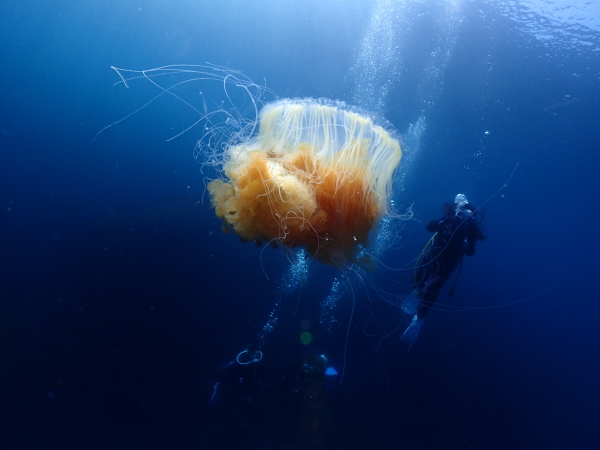 ユウレイクラゲとダイバー