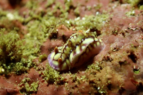 西伊豆 田子 三の浦 セリスイロウミウシ