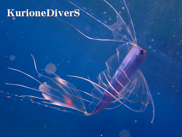 西伊豆・黄金崎ビーチの水深1mに出現した銀色に輝く深海魚テンガイハタ