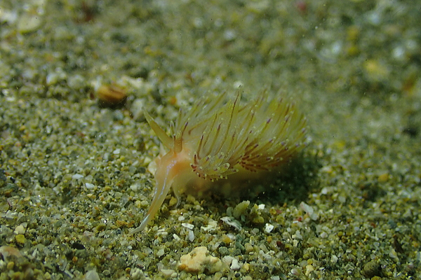 色素の薄いアカエラミノウミウシ（個体01）のミノ部分拡大写真