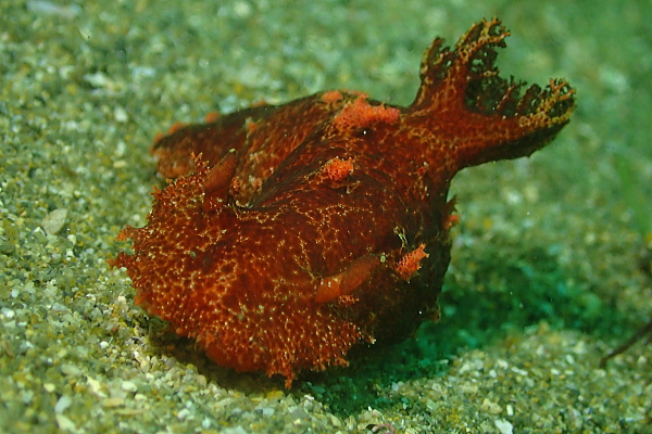黄金崎公園ビーチで観察されたベッコウヒカリウミウシ（25mm）