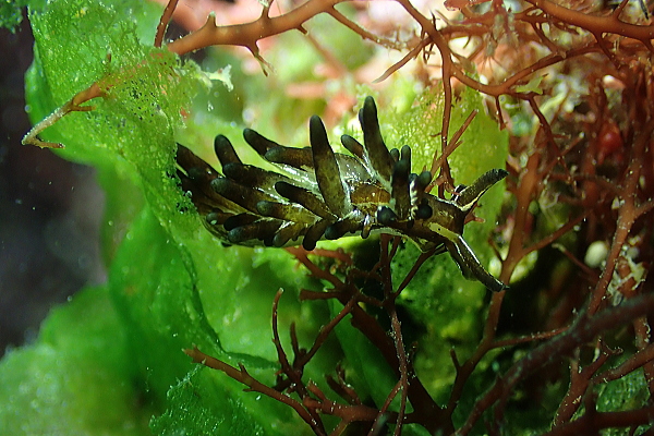 黄金崎公園ビーチで観察されたヒメクロモウミウシ（5-7mm）