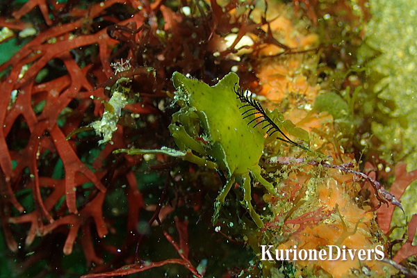 コノハガニ　メス