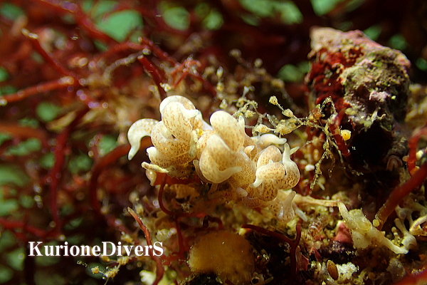 黄金崎公園ビーチで観察されたムロトミノウミウシ（7mm）