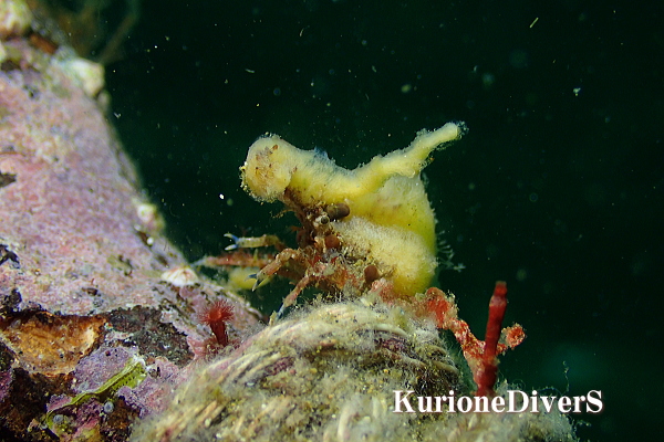 体表の凹凸と付着させたカイメンにより環境に同化するツノガニ