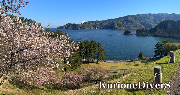 西伊豆・黄金崎ダイビング クリオネダイバーズ 春の絶景レポート