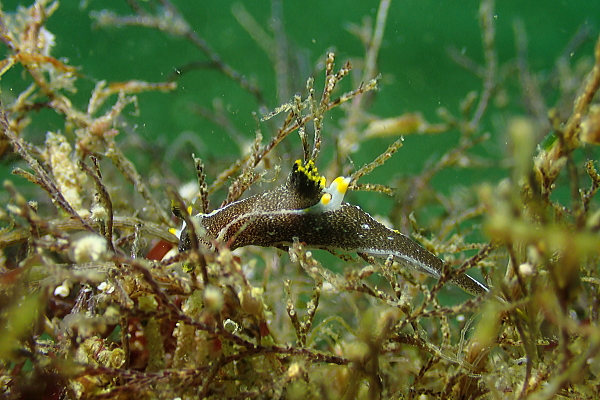 黄金崎公園ビーチで観察されたクロコソデウミウシ（7mm）