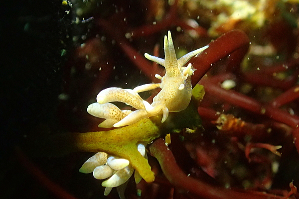 黄金崎公園ビーチで観察されたムロトミノウミウシ（7mm）
