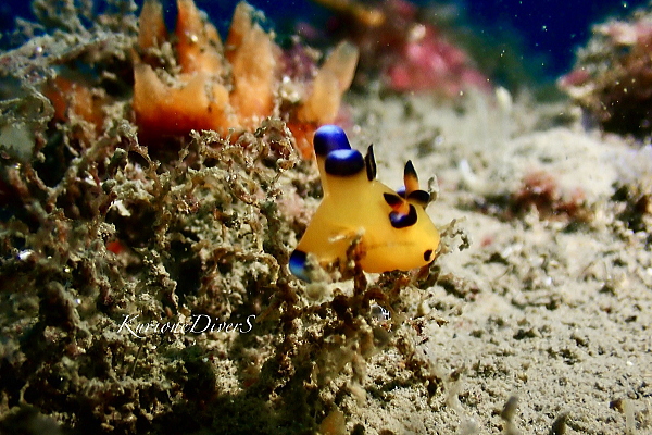 西伊豆・田子の白崎ポイントで観察されたウデフリツノザヤウミウシ（ピカチュウウミウシ）