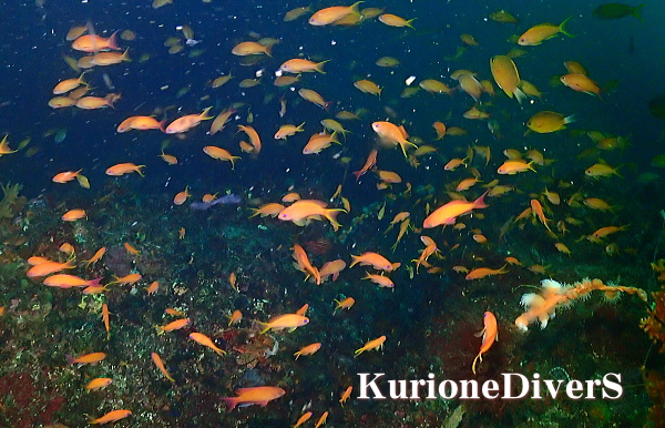 田子・フト根の深場に舞うキンギョハナダイの群れ