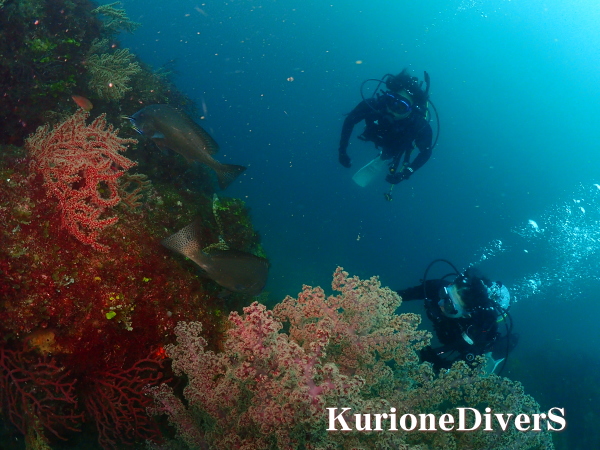 大きなコロダイを観察するダイバー
