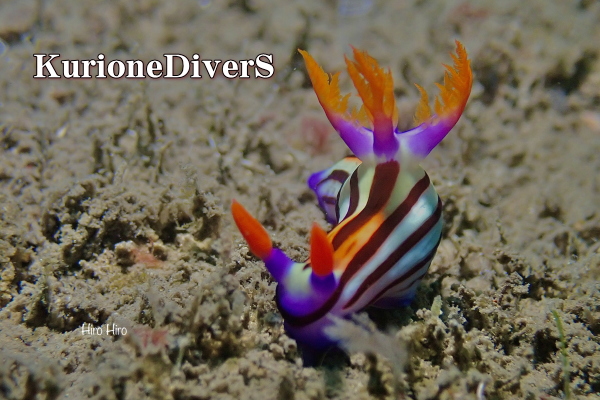 セトリュウグウウミウシ 西伊豆 田子 白崎 ウミウシダイビング