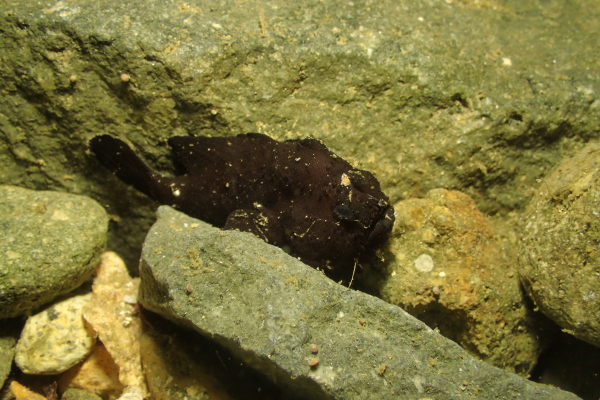 カエルアンコウ