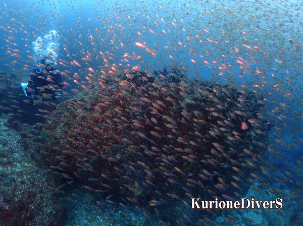 西伊豆・雲見名物！初夏の海を黄金色に染め上げるキンメモドキの大群と魚影