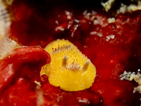 三の浦で見られたウミウシ