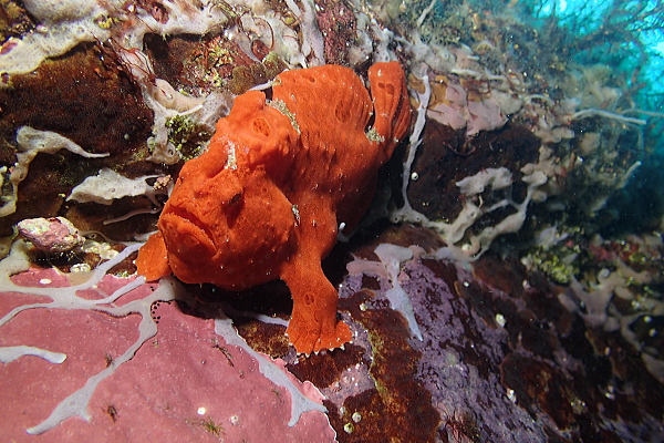 岩陰に隠れて擬態しているオモンカエルアンコウ