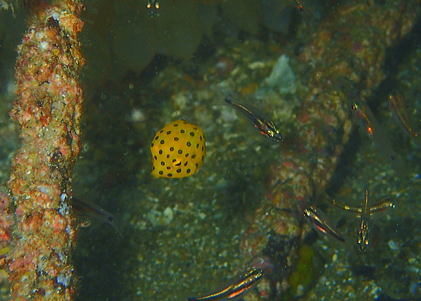 サイコロのような形が可愛いミナミハコフグの幼魚