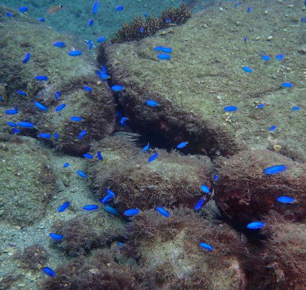 黄金崎の海中でソラスズメダイや魚の群れを観察する様子