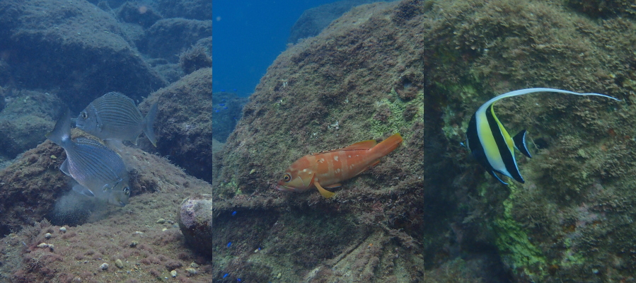 釣り好きゲスト様が驚いたアカハタやコロダイの様子