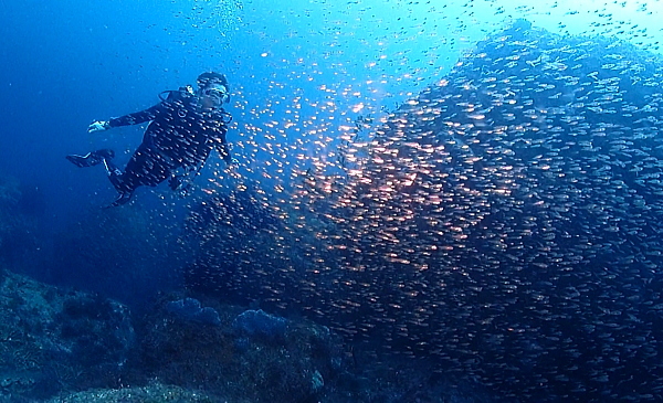 田子島で視界を覆い尽くすほどの圧倒的な魚の群れ