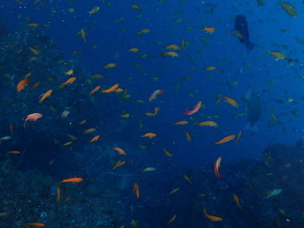 フト根で元気に群れるシラコダイやイサキの姿
