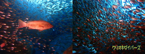 雲見・キンメモドキの大群