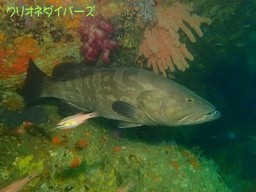 雲見の巨大クエ