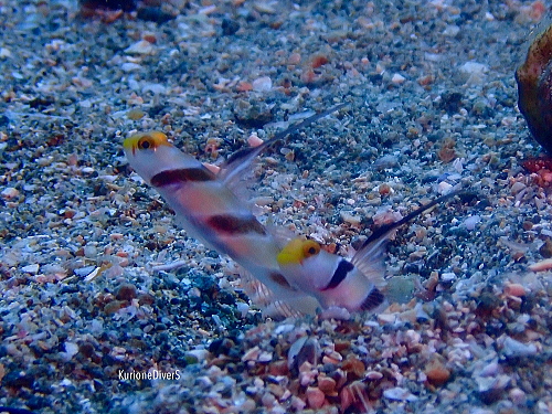 砂地から顔を出してこちらを伺う仕草は、マクロファンにとって最高の被写体です。「砂地の人気者」