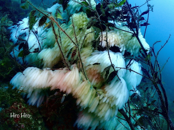 西伊豆・黄金崎ビーチの産卵床に産み付けられたアオリイカの真っ白な卵房と初夏の水中風景