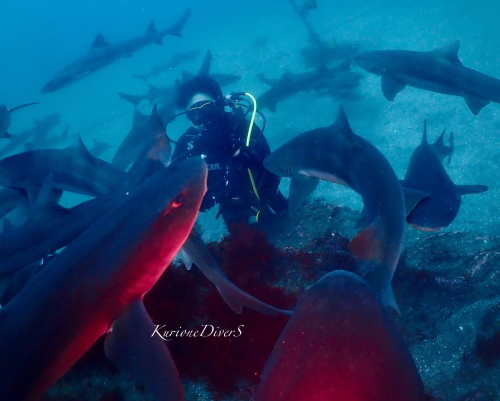 千葉県館山・伊戸のシャークスクランブル。数百匹のドチザメがダイバーを包み込む圧巻の光景。クリオネダイバーズ撮影